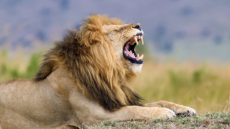 CIO Notebook: March Inflation Comes in Like a Lion